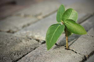 opportunity_plant